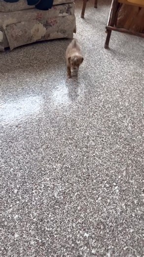 Labradoodle puppy for sale