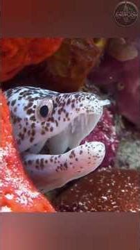 Top 6 Smartest Fish in the World – Mind-Blowing Underwater Intelligence!