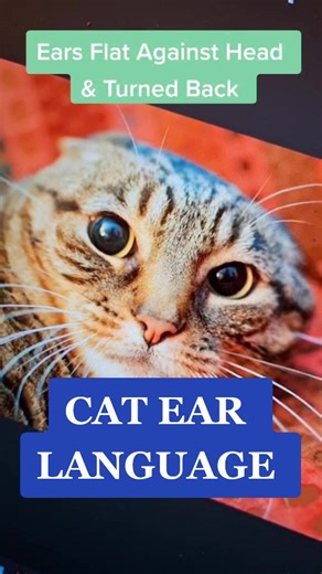 Understanding Cat Ear Signals: A Guide to Feline Communication