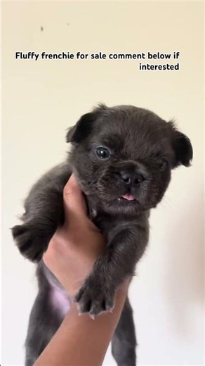 Fluffy frenchie boy for sale comment below if interested to buy him !!!
