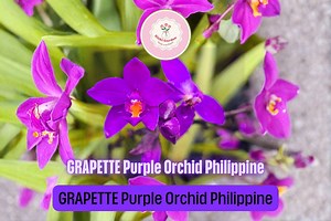 Grapette Purple Ground Orchid Live Plant – Philippine Terrestrial Orchid With Fragrant Blooms for Garden Beds or Patio Containers - Etsy