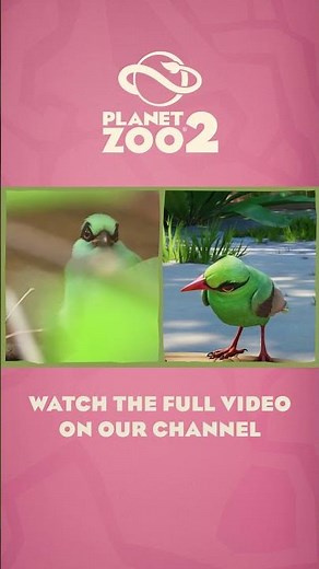 Meet the Javan green magpie and learn about their conservation with Chester Zoo