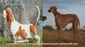Basset Hound vs. Mudhol Hound: A Comparative Guide