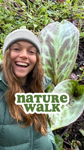 What are your recent cool nature walk finds?! 🤩 Every time I go for a nature walk, I notice more and more signs of spring popping up and out 🌸🌼🤩🌱🌿!! On this nature walk, I was thrilled to find so many wildflower leaves, buds, and blossoms emerging. #wildflowers #signsofspring #nativeplants #biodiversity #naturewalk #naturalist #pacificnorthwest #forestmagic | The Nature Educator