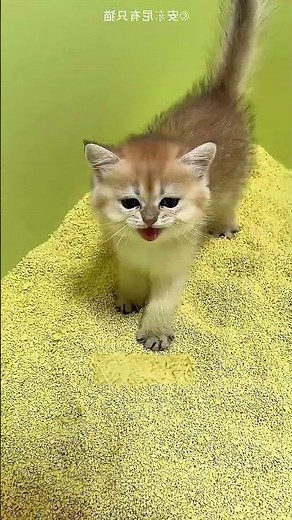 The naughty cat doesn't know where the bathroom is! 😍❤️