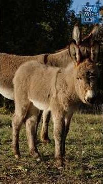 Farm Animals Sounds for Children