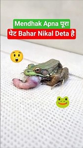 Frog Gastric Eversion 🤯😲 #facts #frog #gastric #Eversion #rishitkavithiya