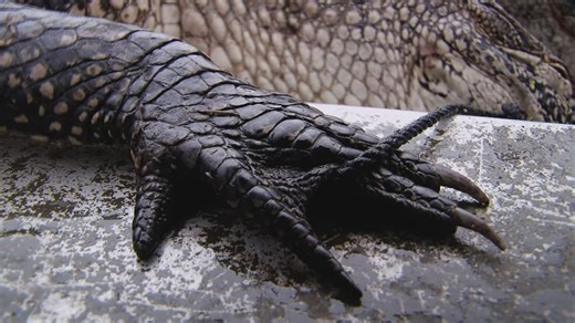 Swamp People S03:E18 - Cold-Blooded