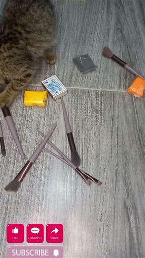 Tabby Touches & Tapping Brushes #cat #asmrvideo #funny