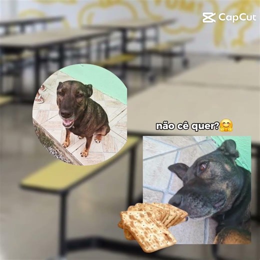 Só tem bolacha nessa escola 🏫 🍮