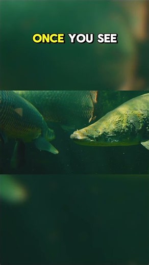 Top Ten Freshwater Species in Danger of Extinction: Why These Stories Matter