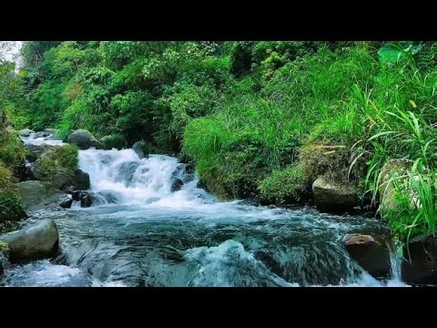 Healing Forest River with Soft Birds for Peaceful Moments