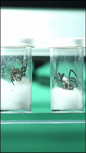 Ants and Spiders: Fascinating Nature Showdown