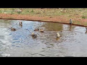 Vervet Monkeys Frolic in the Water