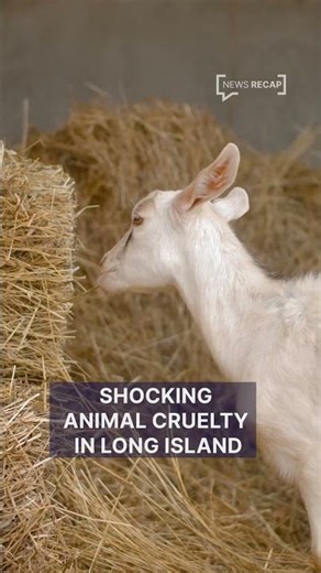 Baby Goat Found Decapitated in Suspected Ritual Killing