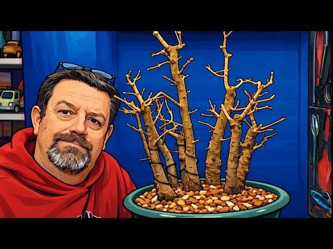 Creating a field maple clump style group