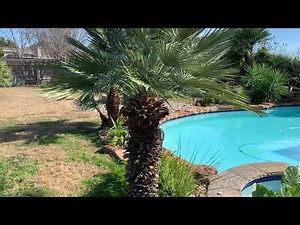 Trimming Mediterranean Fan palms in Central Texas