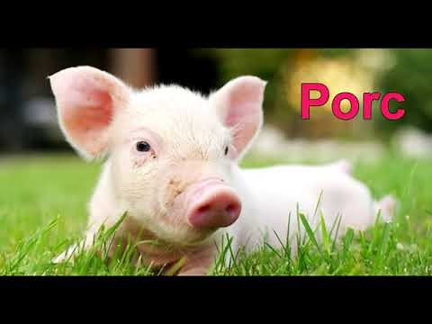 Sunete de animale domestice in romana. Sa invatam animalele domestice