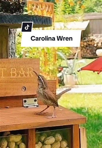 Carolina Wren Caught on Camera — Rare Backyard Footage