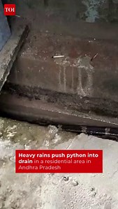 94K views · 194 reactions | #AndhraPradesh | A #python was found in a residential drain in Arilova, Visakhapatnam, leading to public concern. Residents believe the heavy rains may have driven the snake into the area. #ViralVideo #Arilova #Visakhapatnam | The Times of India | Facebook