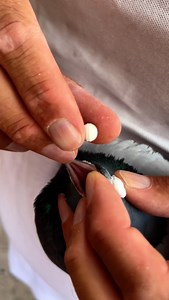 31K views · 1.5K reactions | To win races, your pigeons need more than talent — they need strength, fast recovery, and protection against fatigue. After every effort, their muscles, joints, and immunity demand support to stay at the top. That’s why champions trust PROTEIN TAB — the protein tablet that rebuilds, protects, and prepares your pigeons to win again. ️ #cestpharmainternational #performance #racingpigeons #passion #champions | Cest Pharma International | Facebook
