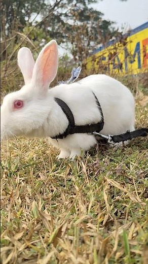 rabbit jungle #freestyle #rap #hiphop