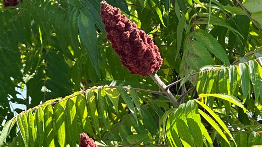 Native Plant: Sometimes a shrub, sometimes a tree, staghorn sumac is a sensory delight