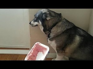 Funny DOGS videos 2024, You'll LAUGH ALL DAY LONG 🤣🐶 Best Funniest Animal Videos