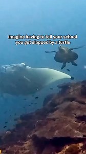 738K views · 1.3K reactions | What did Mr. Ray do to crush?!  #Nemo #FindingNemo #SeaTurtle #MantaRay | Try Not to Laugh | Facebook