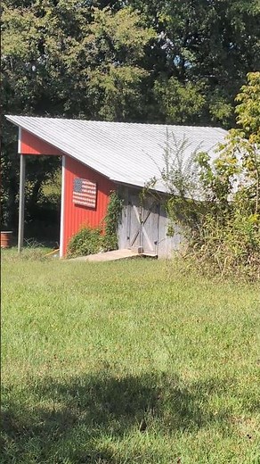 Why Are There No More Chickens At BIG Feathers Farm?