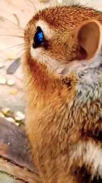 Watching a chipmunk stuff its cheeks is the ultimate lesson in efficiency. 😏😂🇨🇦