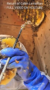 166K views · 3.4K reactions | Return of Log Cabin Leviathan #invasivespecies #killerbeeguy #killerbee #honeybee | Killer Bee Guy | Facebook