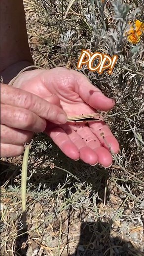 See Poppy Seeds POP — and Help Us Spread Seeds of Hope!