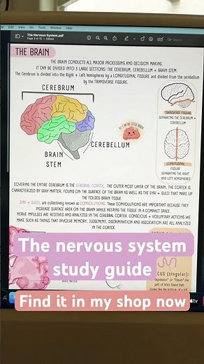 ATI TEAS 7 study guide- The Nervous System