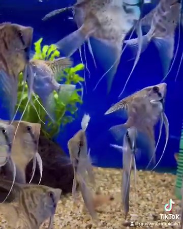 Beautiful Leopard Angels 😍 #grosvenortropicals #lisburn #aquaticshop #fishnerds #freshwateraquarium #angelfish | Grosvenor Tropicals