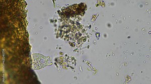 nematode microorganisms and soil biology, with nematodes and fungi under the microscope. in a soil and compost sample on a farm in australia
