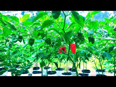 Harvesting Green Chillies – How To Grow Chilli – Harvesting for High Yield
