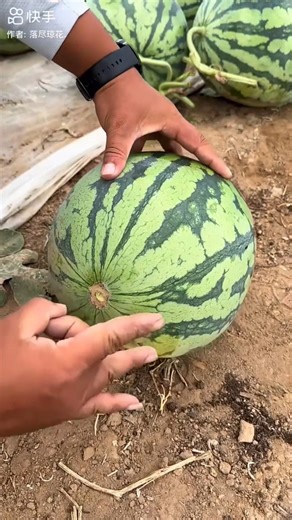 Breaking a Perfectly Ripe Watermelon #watermelon #watermeloncutting