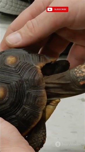 How Do Turtles Live So Long