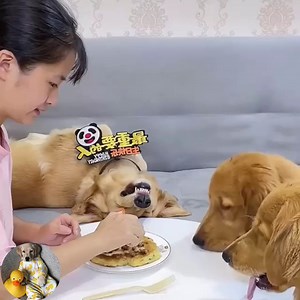 30K views · 1.2K reactions | A super lazy dog  #Dogs #CuteDogs #LoveDog #SmartDogs | Pets Talent | Facebook