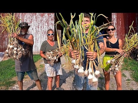 The Harvest Of 10,000 Bulbs Of Garlic BY HAND