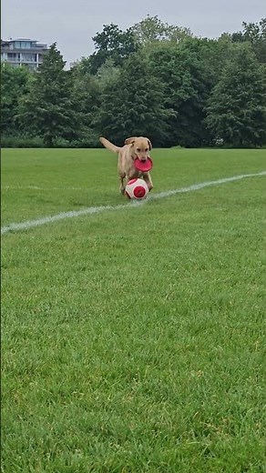 Dog Dribbles Soccer Ball with Extreme Skill!