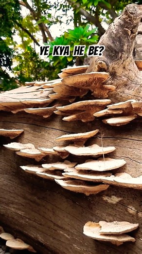 #Kalpavriksha #The Divine Wish-Fulfilling Tree#nature