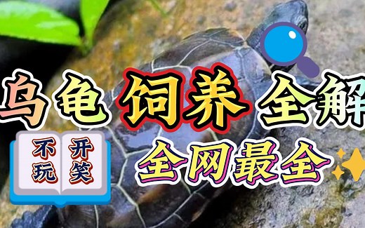 乌龟好养吗？怎么饲养？一站式教学！新手福音！_哔哩哔哩_bilibili