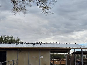 How Symterra Pulse™ Redefines the Future of Bird Control