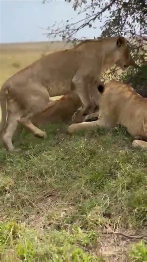 Inside a Lion Pride’s Secret Rest Spot 🦁🌿 | Maasai Mara Safari Magic