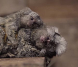 1.5K views · 43 reactions | How CUTE are these teeny-weeny Marmoset monkeys?!   Symbio Wildlife Park | ABC Perth | Facebook