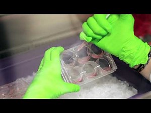 MOOC : Vidéo labo : La différenciation de cellules souches en hépatocytes