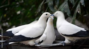 White dove eat from bowl standing on stone against dense tropical rain forests. Feeding of dove in jungle park.