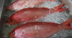 NEW VIDEO: Governor DeSantis announces 103-day Gulf Red Snapper recreational season for 2024